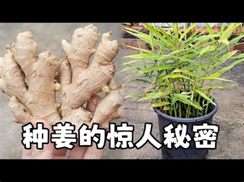 老薑種植盆栽|在室內盆栽生薑太好了！不用管就能爆盆，好看還有吃不完的姜